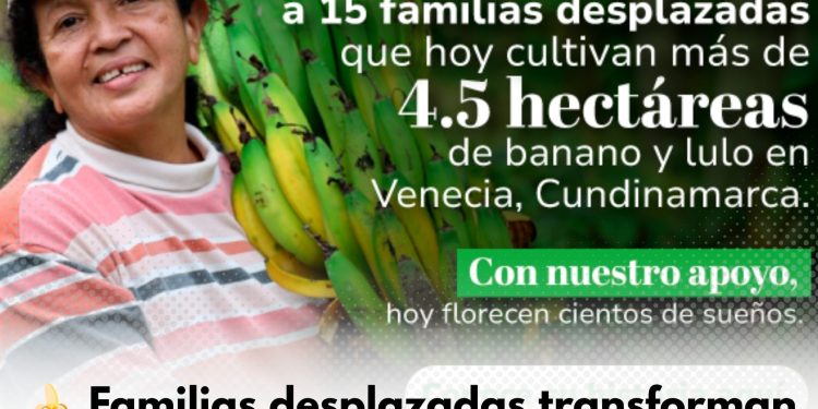 Familias campesinas cultivando banano y lulo en Venecia Cundinamarca