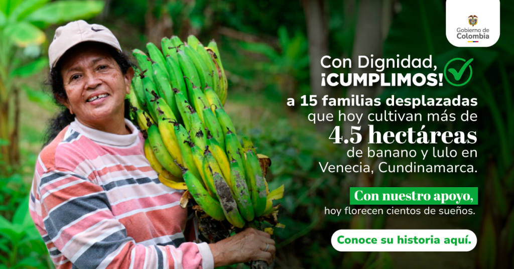 Familias campesinas cultivando banano y lulo en Venecia Cundinamarca