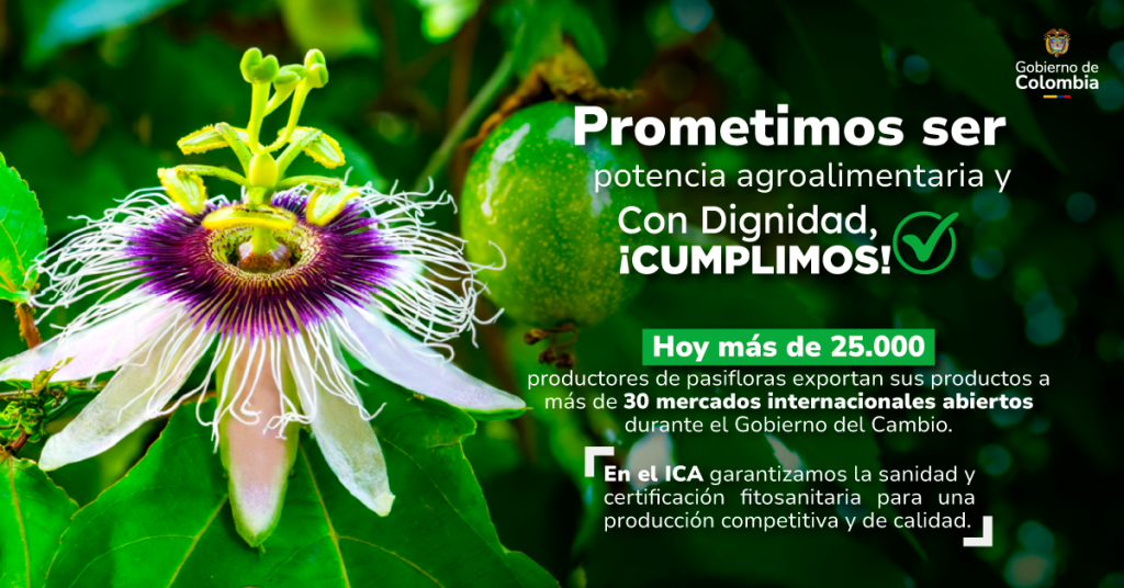 Productores colombianos de pasifloras impulsan exportaciones hacia mercados internacionales