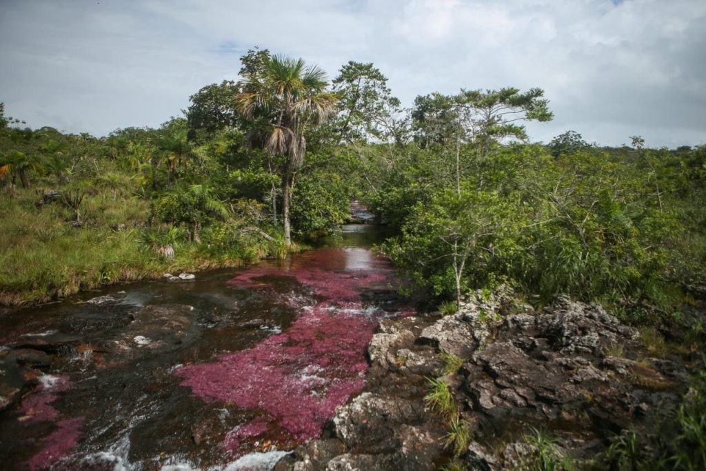 CAÑO CRISTALES