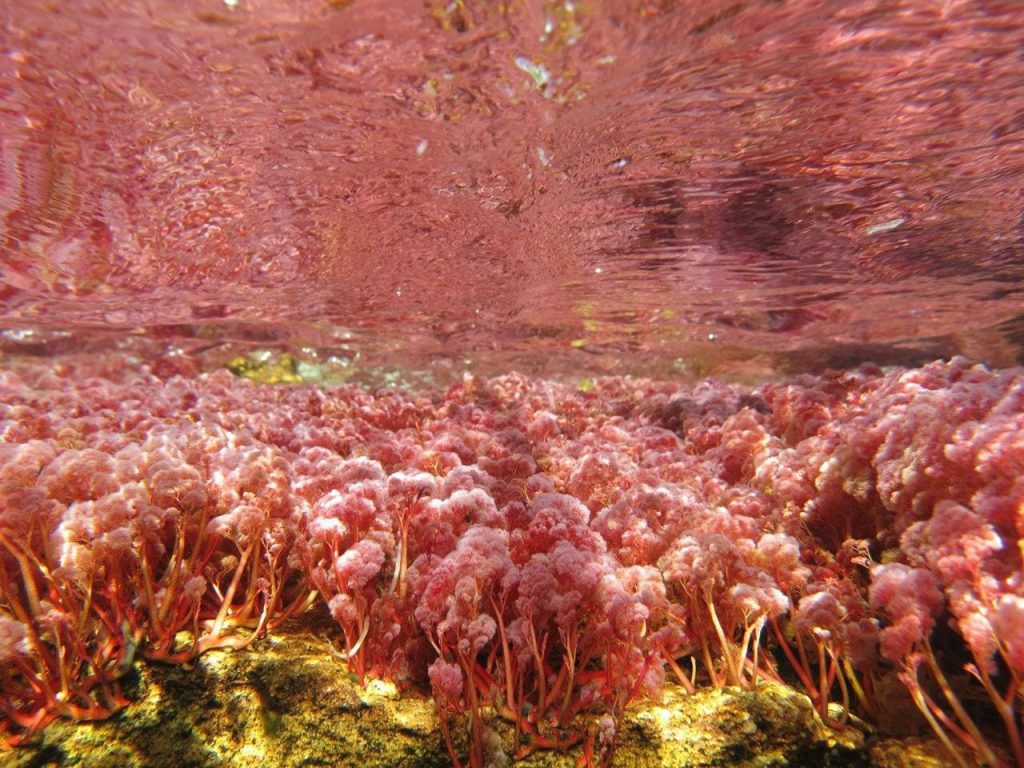 CAÑO CRISTALES
