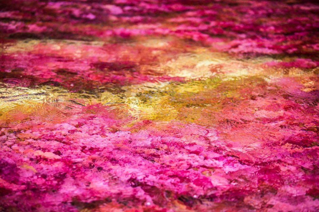 CAÑO CRISTALES